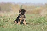 BERGER ALLEMAND 602